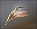 _4SB9384 female rufous hummingbird